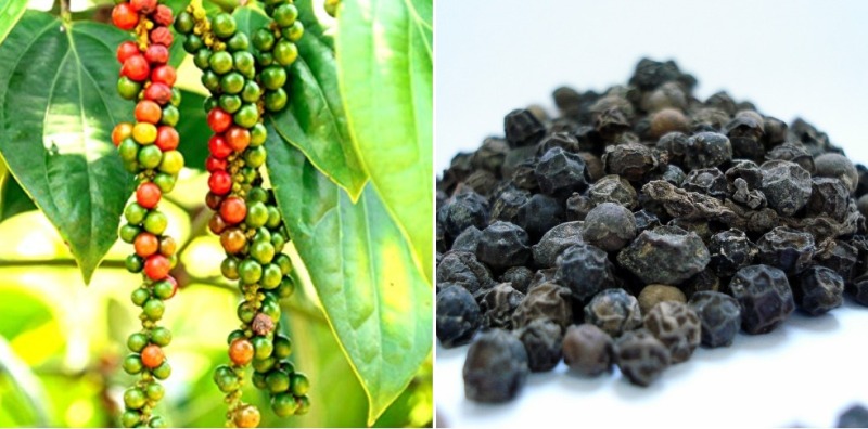 Black Pepper Harvesting in Kerala: A Spicy Adventure
