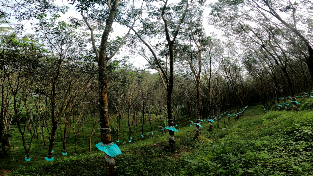 Rubber Harvesting and Processing in Kerala: A Fascinating Insight